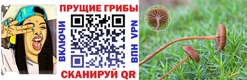 Псилоцибиновые грибы Cubensis Купить Губаха